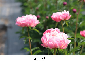 작약