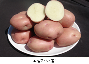 감자 서홍