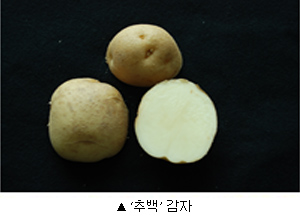 추백 감자