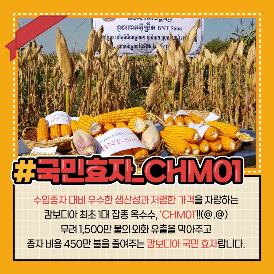 #국민효자_CHMO1 수입종자 대비 우수한 생산성과 저렴한 가격을 자랑하는 캄보디아 최초 1대 잡종 옥수수 'CHMO1' 무려 1,500만 불의 외화 유출을 막아주고 종자 비용 450만 불을 줄여주는 캄보디아 국민효자랍니다.