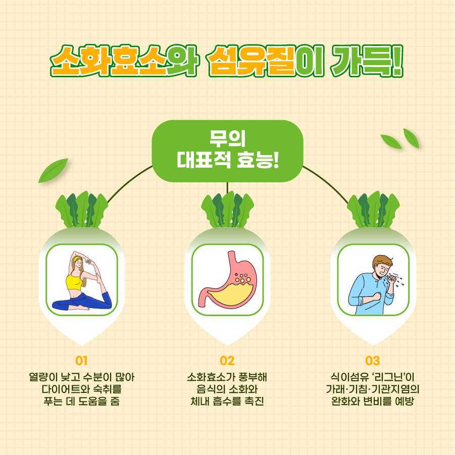 소화효소와 섬유질이 가득! 무의 대표적인 효능! 1. 열량이 낮고 수분이 많아 다이어트와 숙취를 푸는 데 도움을 줌 2. 소화효소가 풍부해 음식의 소화와 체내 흡수를 촉진 3. 식이섬유‘리그닌’이 가래, 기침, 기관지염의 완화와 변비를 예방