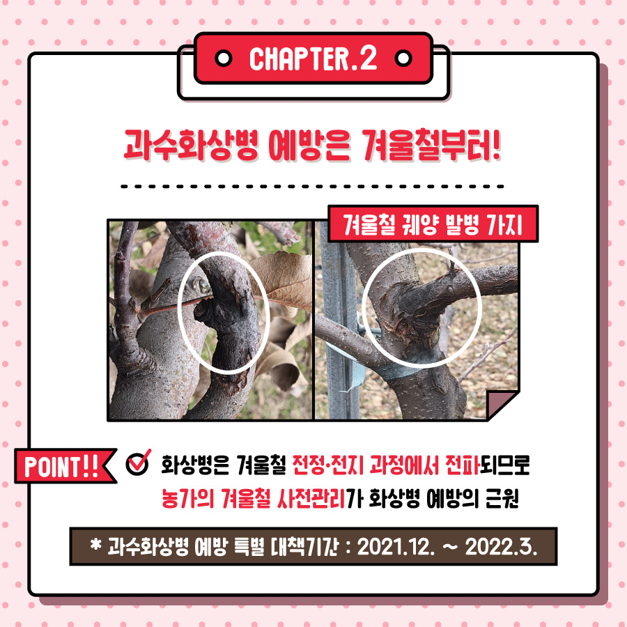 CHAPTER.2 과수화상병 예방은 겨울철부터! 겨울철 궤양 발병 가지 화상병은 겨울철 전정.전지 과정에서 전파되므로 농가의 겨울철 사전관리가 화상병 예방의 근원 과수화상병 예방 특별 대책기간: 2021.12~2022.3