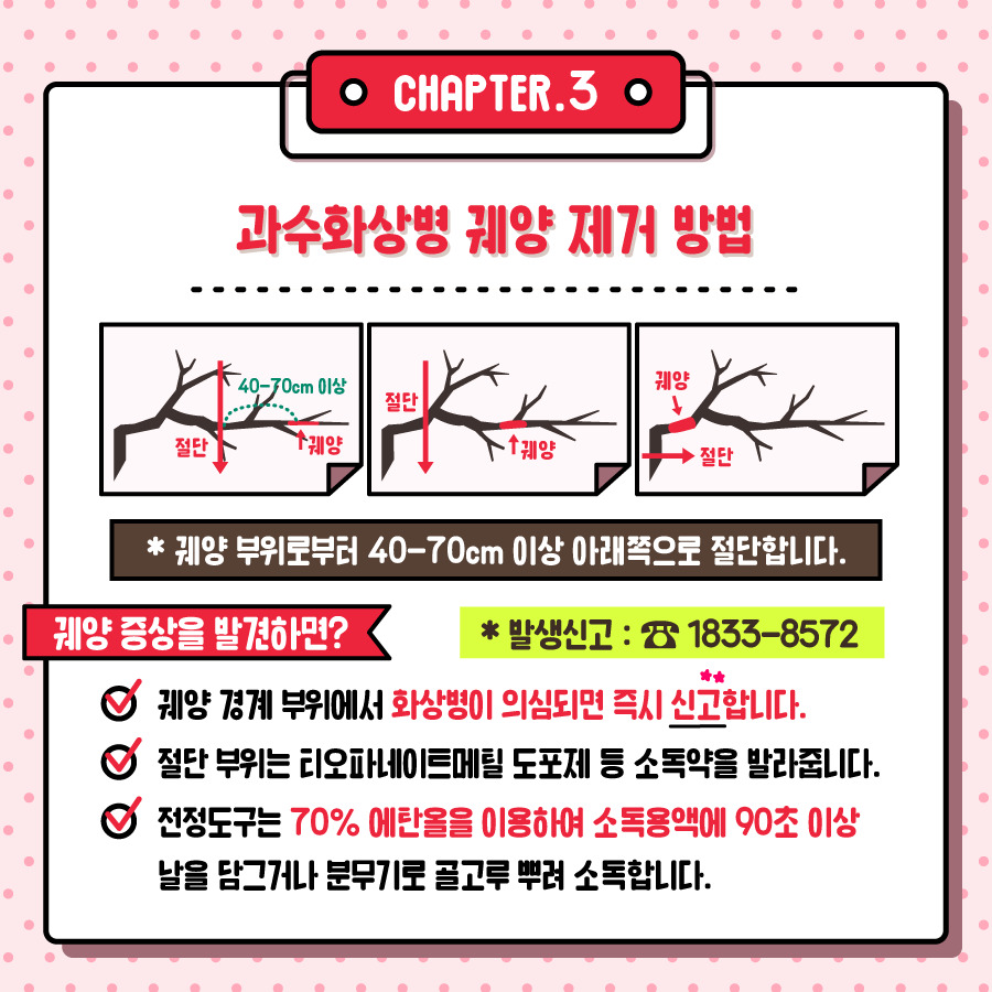 CHAPTER.3 과수화상병 궤양 제거 방법 궤양 부위로부터 40-70cm 이상 아래쪽으로 절단합니다. *발생신고 :1833-8572 궤양 경계 부위에서 화상병이 의심되면 즉시 신고합니다. 절단 부위는 티오파네이트메틸 도포제 등 소독약을 발라줍니다. 전정도구는 70% 에탄올을 이용하여 소독용액에 90초 이상 날을 담그거나 분무기로 골고루 뿌려 소독합니다.