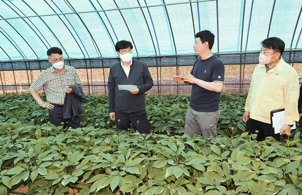 조재호 농촌진흥청장은 폭염특보가 발령된 29일 전북 김제에 있는 인삼재배 농가를 찾아 인삼 생육상태를 살폈다.