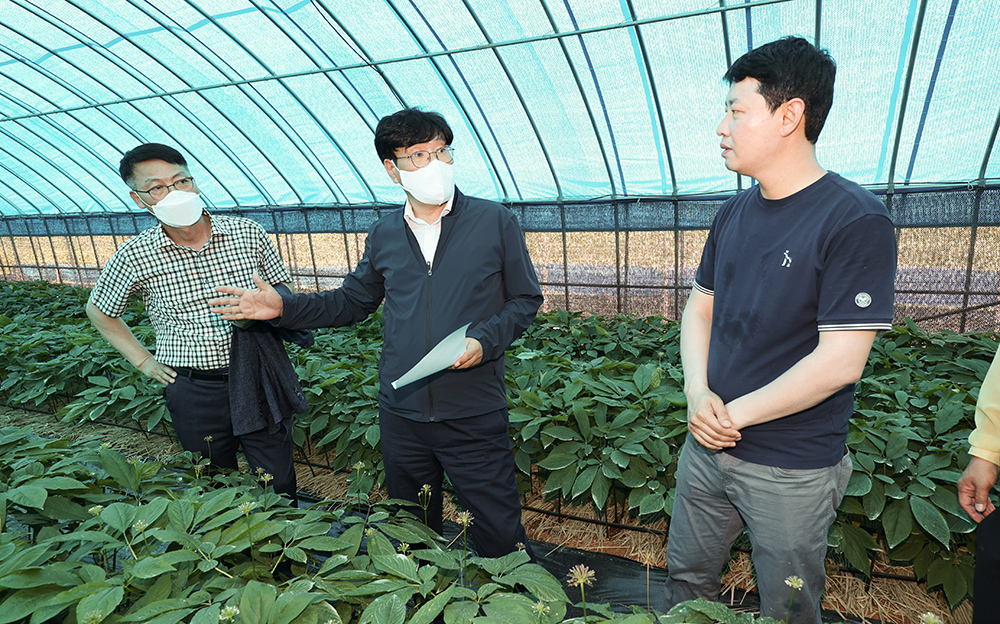 조재호 농촌진흥청장은 폭염특보가 발령된 29일 전북 김제에 있는 인삼재배 농가를 찾아 인삼 생육상태를 살폈다.