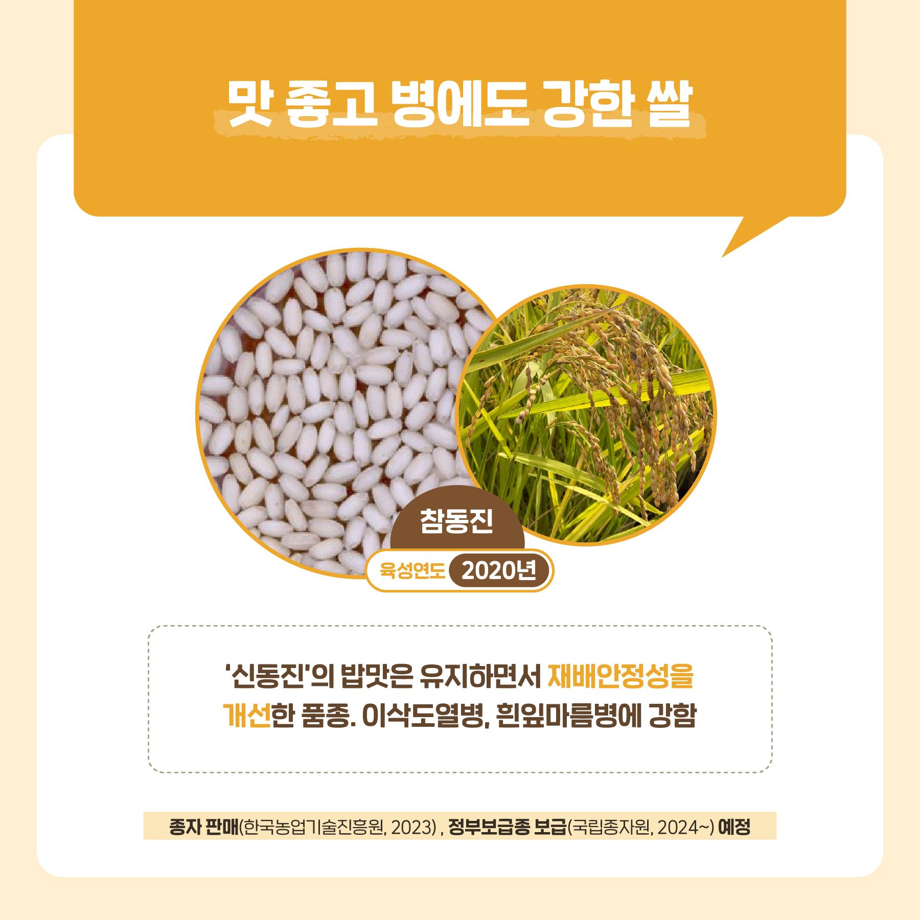 맛 좋고 병에도 강한 쌀 참동진-‘신동진’의 밥맛은 유지하면서 재배 안전성을 개선한 품정. 이삭도열병, 흰잎마름병에 강함