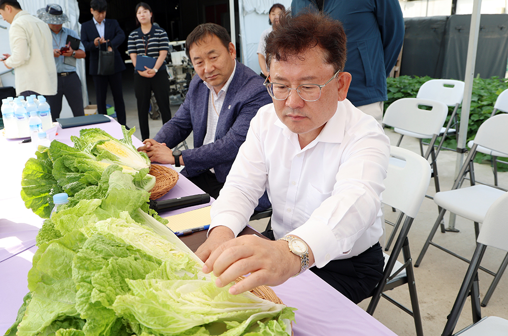 준고랭지_여름배추_재배지
