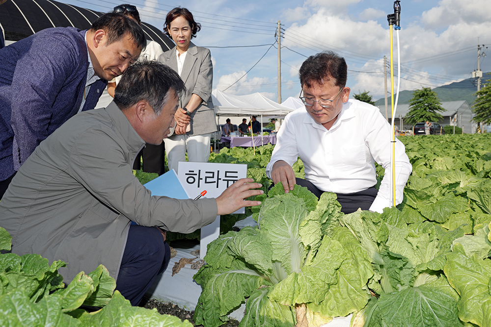 준고랭지_여름배추_재배지1