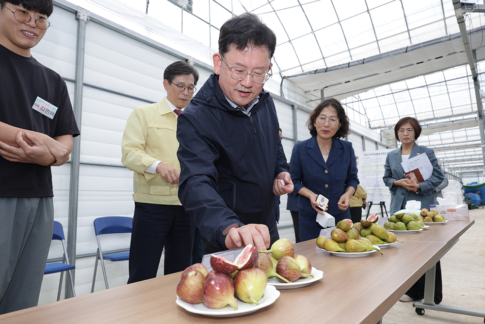 무화과