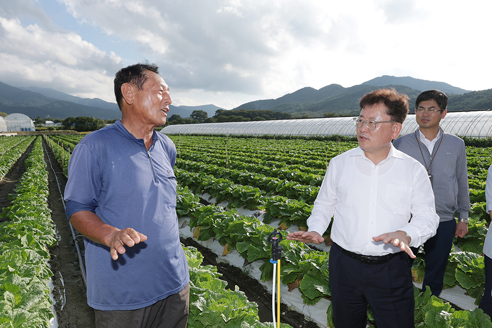 준고랭지_여름배추_재배지2