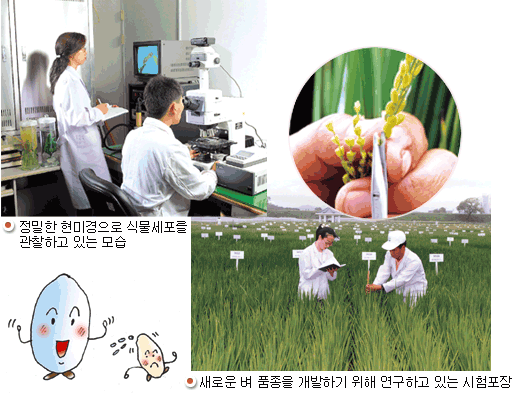 정밀한 현미경으로 식물세포를 관찰하고 있는 모습, 새로운 벼 품종을 개발하기 위해 연구하고 있는 시험포장