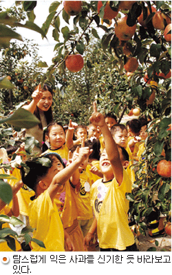 탐스럽게 익은 사과를 신기한 듯 바라보고 있는 초등학생들.