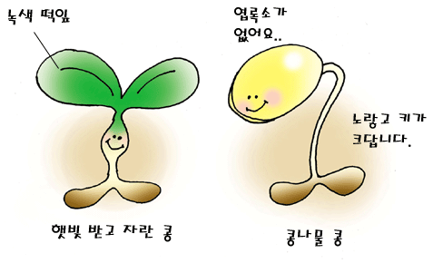 햇빛 받고 자란콩과 콩나물의 차이