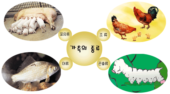 가축의 종류(포유류, 조류, 어류, 곤충류