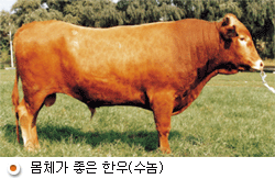 몸집이 좋은 한우(숫놈)