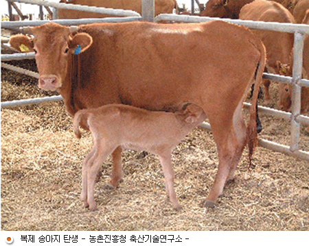 복제 송아지 탄생 -농촌진흥청 축산기술연구소-