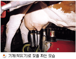 기계(착유기)로 젖을 짜는모습