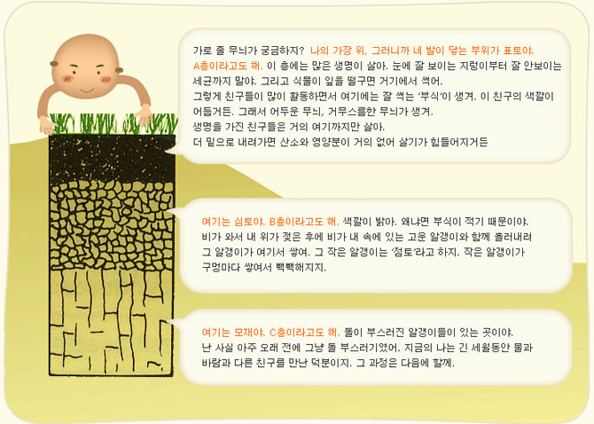 흙돌이의 가장위, 발이 닿는 부위가 표토(A층) 심토(B층) 모재(C층)