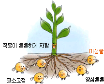 미생물 덕분에 튼튼하게 자라는 작물의 모습