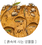 흙 속에 사는 생물들