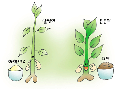 화학비료를 먹고 날씬한 식물과 퇴비를 먹고 튼튼해진 식물