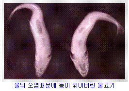 물의 오염때문에 등이 휘어버린 물고기