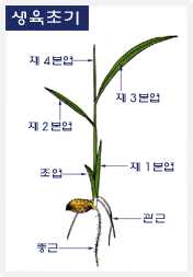 생육초기