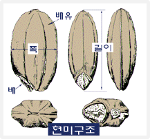 현미 구조