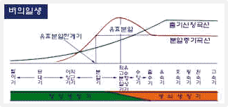 벼의 일생