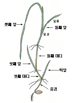 밭벼가 어두운 곳에서 싹이터서 자란 모습