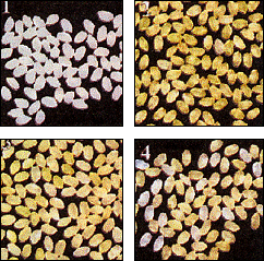 원품종과 신형질미 ‘황금 쌀’