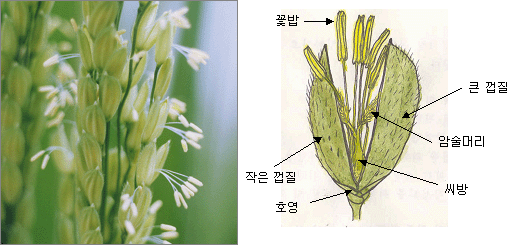 벼꽃이 피고 있는 모습과 벼꽃(영화) 모양