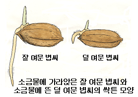 소금에 가라앉은 잘 여문 볍씨와 소금물에 뜬 덜여문 볍씨의 싹튼 모양