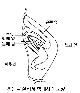 씨눈을 잘라서 확대시킨 모양