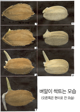 벼알이 싹트는 모습