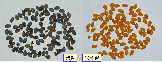 검정시약을 처리한 햅쌀과 묵은 쌀의 색깔반응 차이