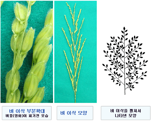 이삭필 때