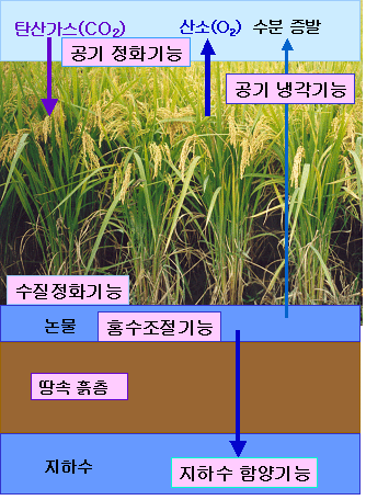 벼농사가 환경에 미치는 모습