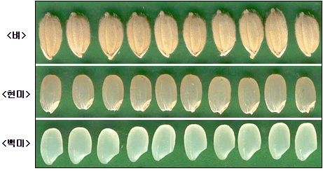 벼와 쌀 (현미, 백미)