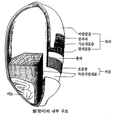 쌀(현미)의 내부구조