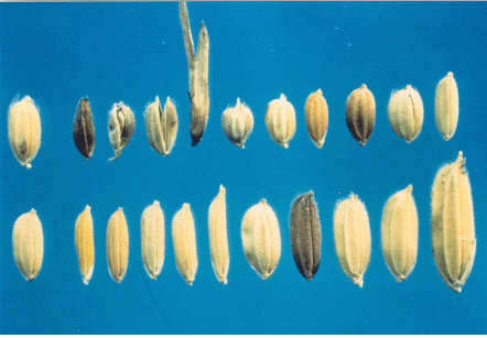 여러 가지 볍씨 모양
