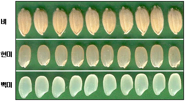 벼와 현미 및 백미 모양