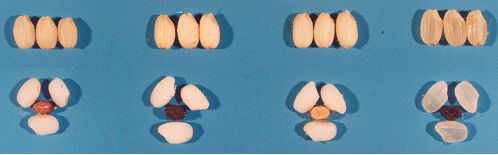 일품벼로부터 만든 여러 가지 새로운 변이 쌀