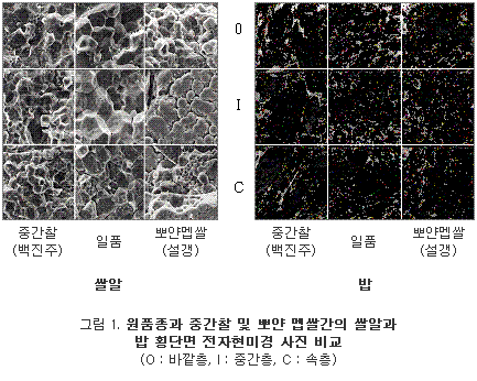 원품종과 중간찰 및 뽀얀 멥쌀간의 쌀알과 밥 횡단면 전자현미경 사진 비교