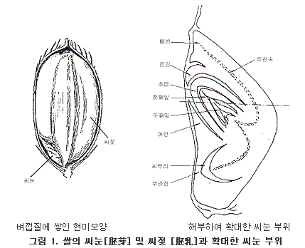 쌀의 씨눈 및 씨젖과 확대한 씨눈 부위