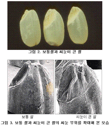 보통쌀과 씨눈이 큰 쌀, 보통 쌀과 씨눈이 큰 쌀의 씨눈 부위를 확대해 본 모습