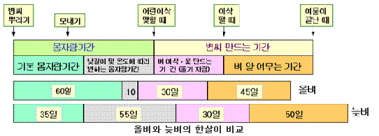 올벼와 늦벼의 한살이 비교