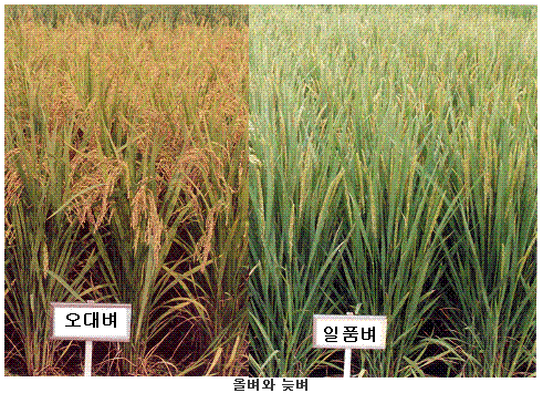 올벼와 늦벼