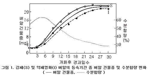 강세(S) 및 약세영화(I) 벼알의 등숙기간 중 벼알 건물중 및 수분함량 변화