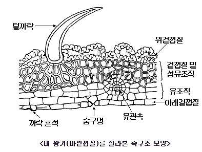 벼를 잘라본 속구조 모양